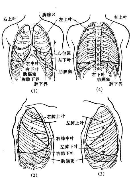 胸部位置|胸部